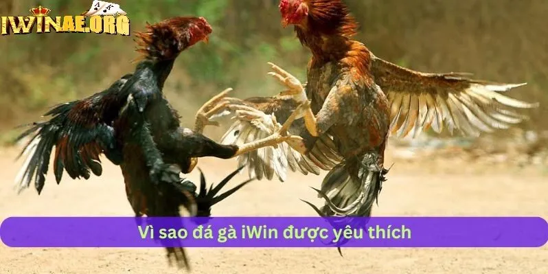 Các loại hình đá gà online Iwin siêu cuốn hút