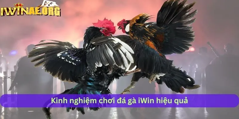Quy trình tham gia xem chọi kê Iwin cực dễ